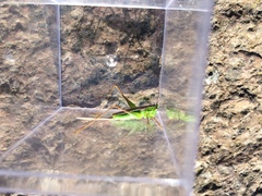 Conocephalus bilineatus