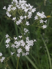 Valeriana dubia