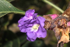 Strobilanthes callosa