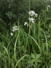 Valeriana dubia