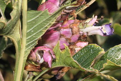 Strobilanthes callosa