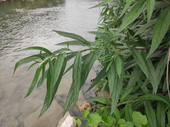 Debregeasia orientalis