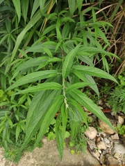 Debregeasia orientalis