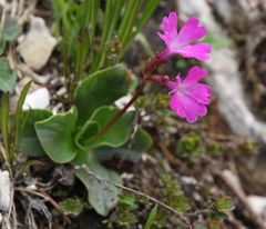 Primula spectabilis