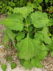 Sigesbeckia pubescens