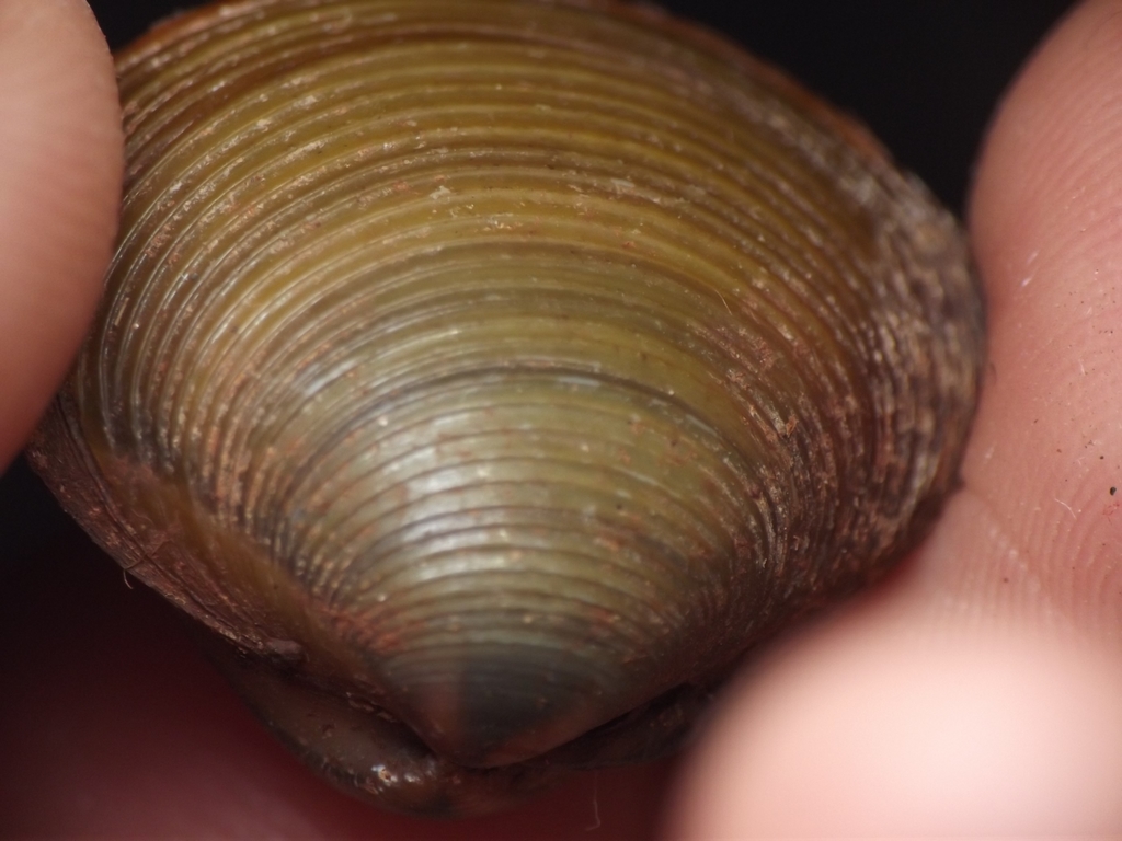 Corbicula striatella
