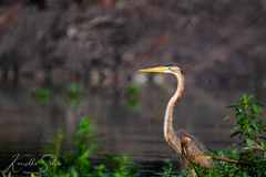Ardea purpurea