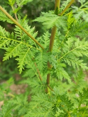 Artemisia annua