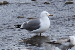 Larus californicus