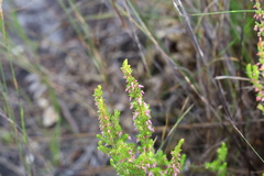 Erica intervallaris