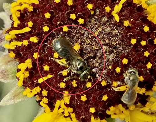 iNaturalist observation photo of Zadontomerus