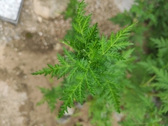 Artemisia annua