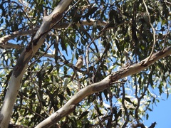 Pachycephala pectoralis