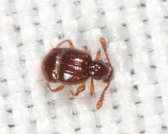 Decarthron velutinum