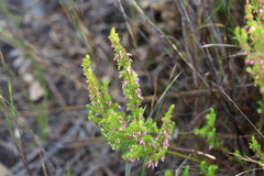 Erica intervallaris