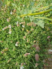 Silene uniflora