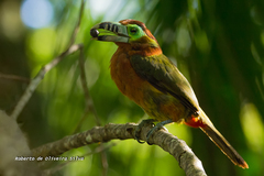 Selenidera maculirostris