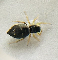 Heliophanus flavipes