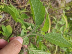 Physalis minima