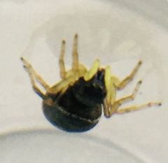 Heliophanus flavipes