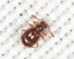 Decarthron velutinum