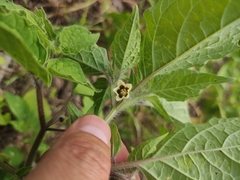 Physalis minima