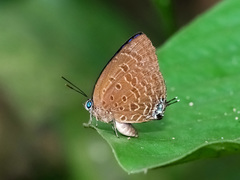 Arhopala sublustris