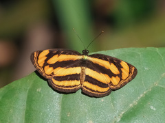 Pantoporia paraka