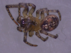 Zygiella montana