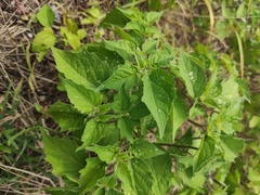 Physalis minima