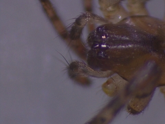 Zygiella montana