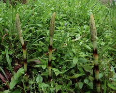 Equisetum telmateia