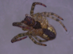 Zygiella montana