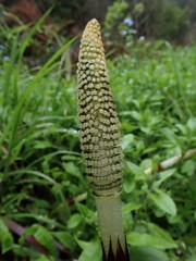 Equisetum telmateia