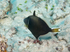 Sufflamen chrysopterum
