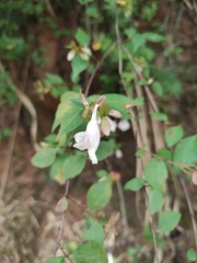Abelia macrotera