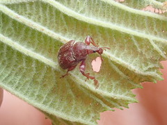 Himatolabus pubescens
