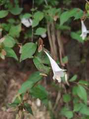 Abelia macrotera