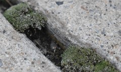 Bryum argenteum