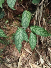 Schisandra propinqua