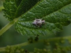 Deraeocoris lutescens