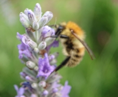 Bombus humilis