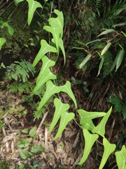 Dioscorea zingiberensis
