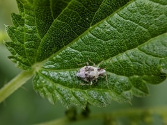 Deraeocoris lutescens