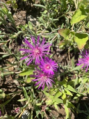 Lampranthus spectabilis