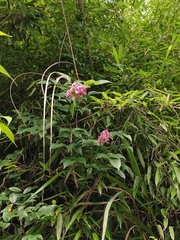Callerya dielsiana
