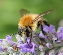 Bombus humilis