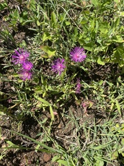 Lampranthus spectabilis