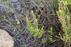 Erica intervallaris