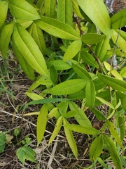 Zanthoxylum armatum